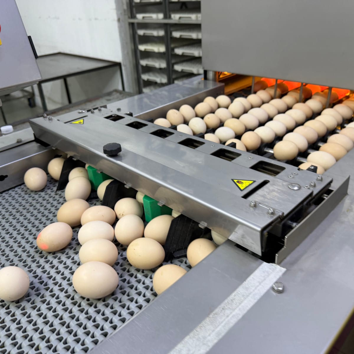 Bandejas de huevos en la línea de una planta de incubación